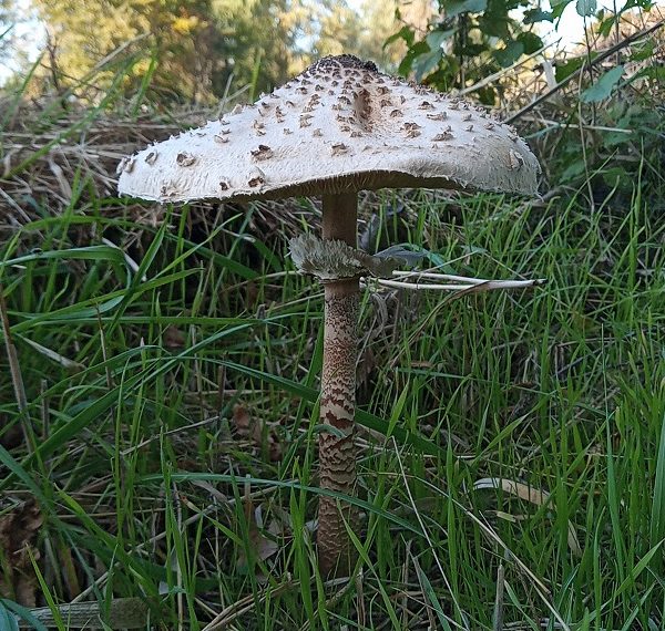 Paddestoelen rond de wei (2)